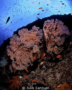 Gorgonian and squirrelfish in Palau. Nikon D70, 10mm, Aqu... by Julio Sanjuan 